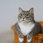 Educația felină: Cum înveți pisica bunele maniere