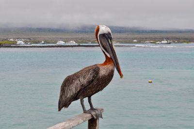 Vacanță în Insulele Galapagos: paradis pentru iubitorii de natură