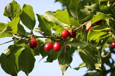 Ce este cornul-de-pădure și cum se administrează